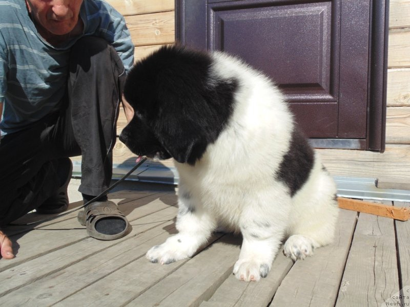 Фото: ньюфаундленд Elisey ot Karel'skiy Medvedey (Елисей от Карельский Медведей)