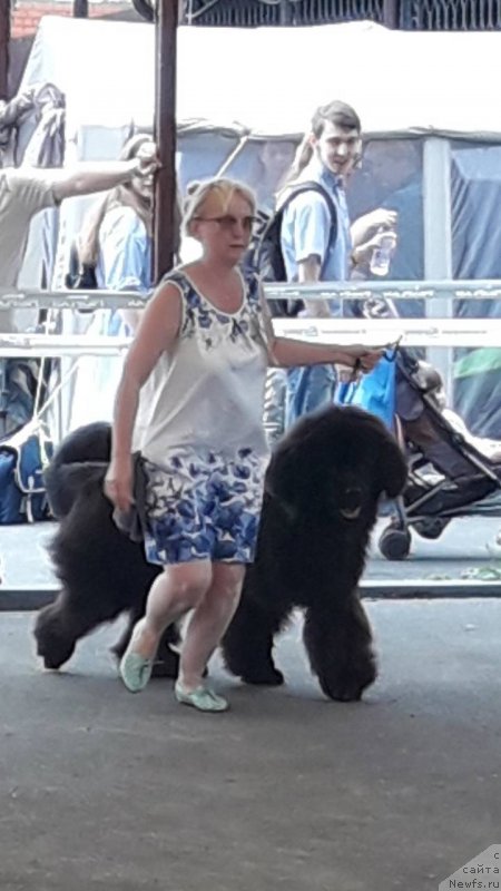 Фотография № 237515