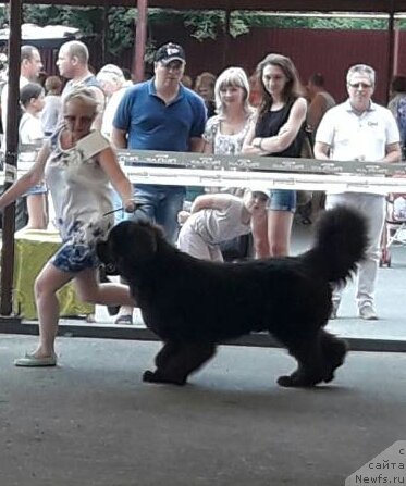 Фото: ньюфаундленд Luis Ferod Vintazh (Луис Ферод Винтаж)