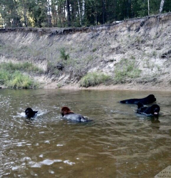 Фото: ньюфаундленд Pandora Blek Rouz (Пандора Блек Роуз)