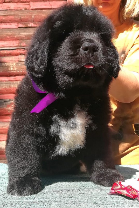 Фото: ньюфаундленд Baffi (Баффи)
