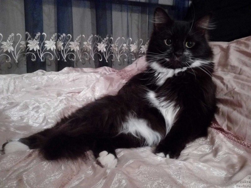 Фото: ньюфаундленд Baffi (Баффи)