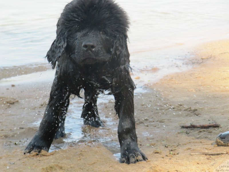 Фотография № 237550