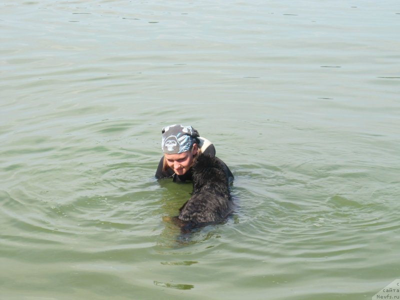 Фото: ньюфаундленд Richchi s Berega Dona (Риччи с Берега Дона), Anastasiya Kireeva (Анастасия Киреева)