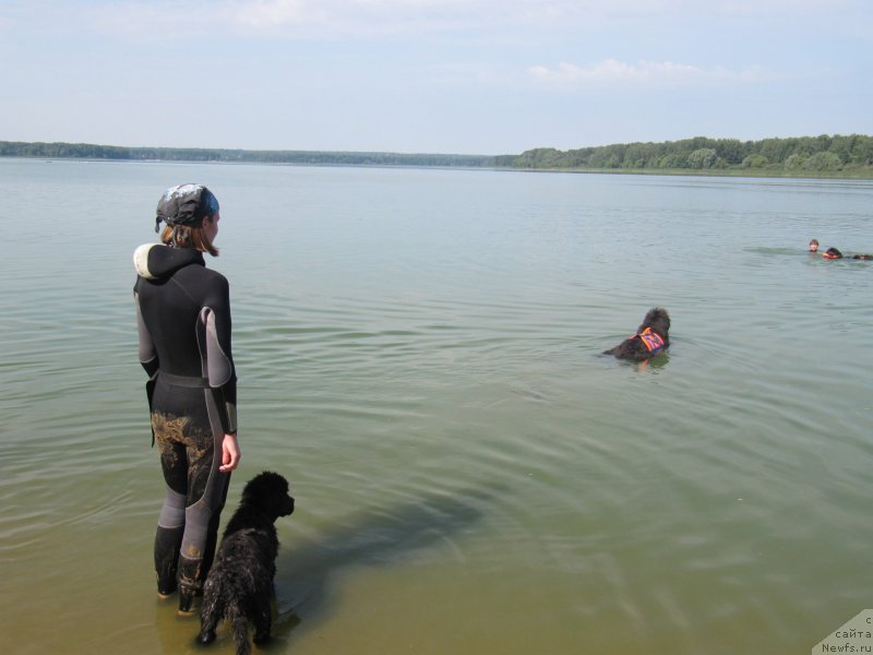Фото: Anastasiya Kireeva (Анастасия Киреева), ньюфаундленд Richchi s Berega Dona (Риччи с Берега Дона), ньюфаундленд Dyurbahler Klab Al'faretta Vin'etta (Дюрбахлер Клаб Альфаретта Виньетта)