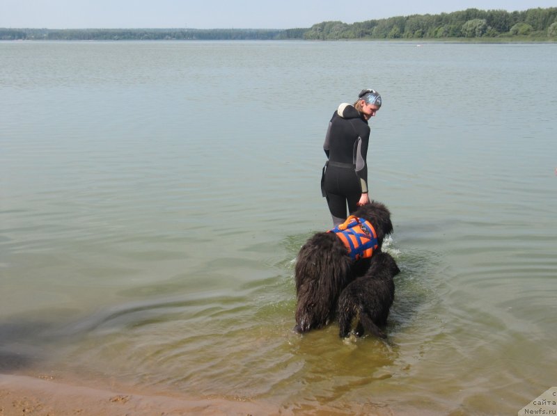 Фото: Anastasiya Kireeva (Анастасия Киреева), ньюфаундленд Dyurbahler Klab Al'faretta Vin'etta (Дюрбахлер Клаб Альфаретта Виньетта), ньюфаундленд Richchi s Berega Dona (Риччи с Берега Дона)