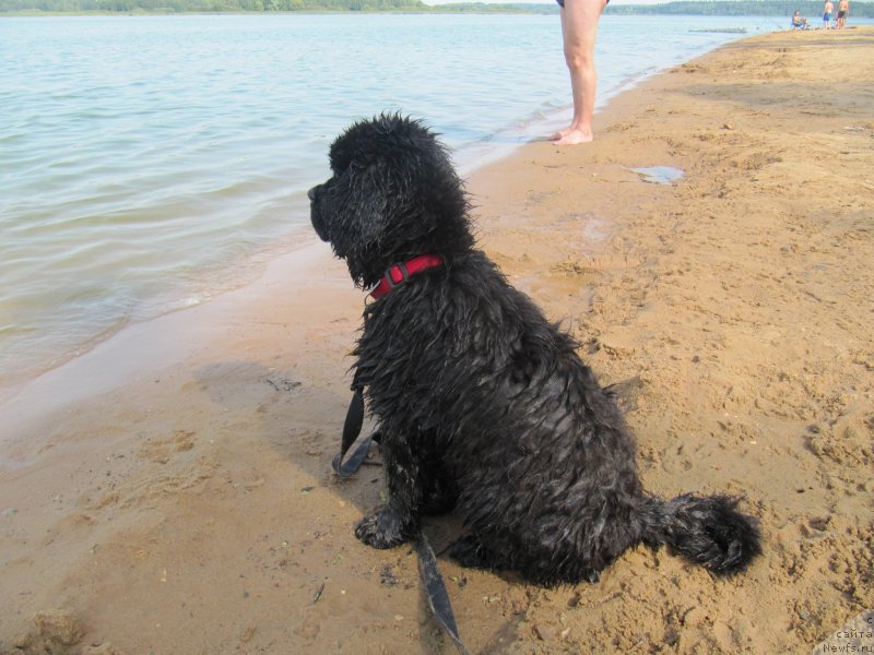 Фото: ньюфаундленд Richchi s Berega Dona (Риччи с Берега Дона)