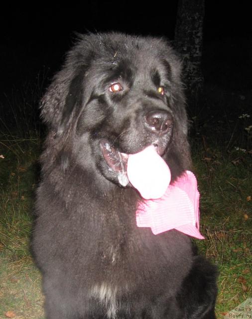Фото: ньюфаундленд Barbara CHernyiy Bril'yant (Барбара Черный Брильянт)
