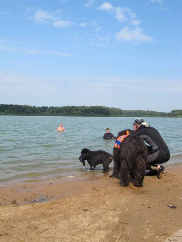 Фото: ньюфаундленд Richchi s Berega Dona (Риччи с Берега Дона)