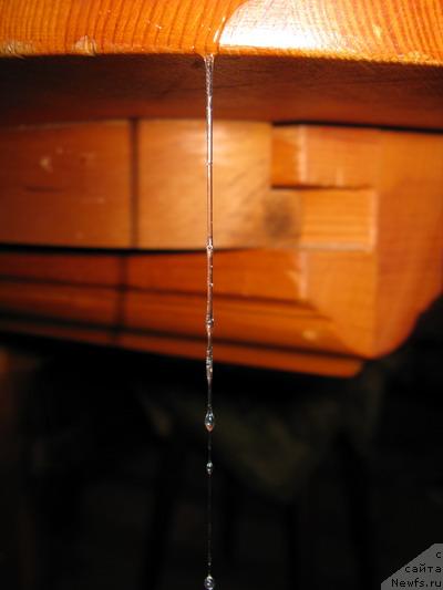 Фото: ньюфаундленд Azazel' Nejnyiy Cvetok (Азазель Нежный Цветок)