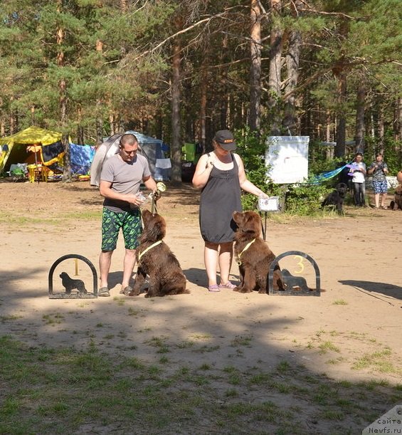 Фото: ньюфаундленд N'yufort Melodiya Lyubvi (Ньюфорт Мелодия Любви), ньюфаундленд N'yufort Myellani Krasavica Parmyi (Ньюфорт Мэллани Красавица Пармы)