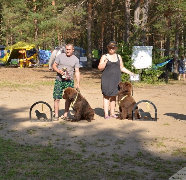 Фото: ньюфаундленд N'yufort Melodiya Lyubvi (Ньюфорт Мелодия Любви), ньюфаундленд N'yufort Myellani Krasavica Parmyi (Ньюфорт Мэллани Красавица Пармы)