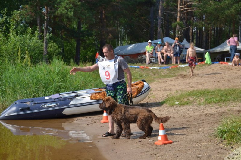 Фото: ньюфаундленд N'yufort Melodiya Lyubvi (Ньюфорт Мелодия Любви)