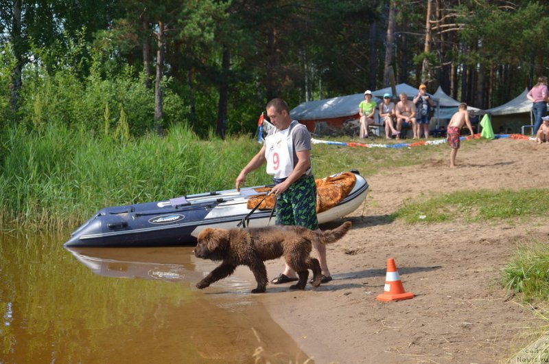 Фото: ньюфаундленд N'yufort Melodiya Lyubvi (Ньюфорт Мелодия Любви)