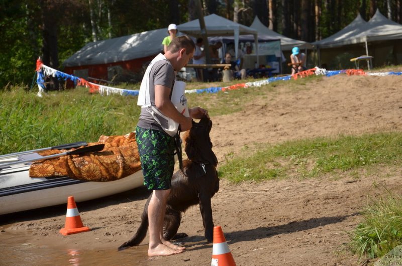 Фото: ньюфаундленд N'yufort Melodiya Lyubvi (Ньюфорт Мелодия Любви)