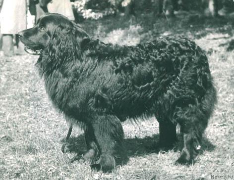 Фото: ньюфаундленд YUdji Glyedis (Юджи Глэдис)