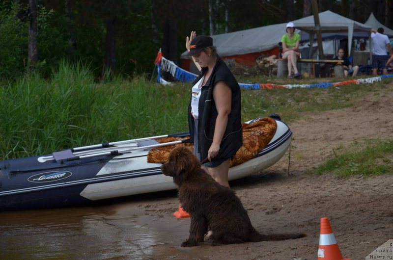 Фото: ньюфаундленд N'yufort Myellani Krasavica Parmyi (Ньюфорт Мэллани Красавица Пармы), Ekaterina Plotnikova (Екатерина Плотникова)