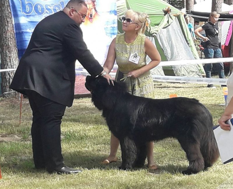 Фото: ньюфаундленд Luis Ferod Vintazh (Луис Ферод Винтаж)