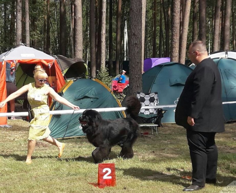 Фото: ньюфаундленд Luis Ferod Vintazh (Луис Ферод Винтаж)