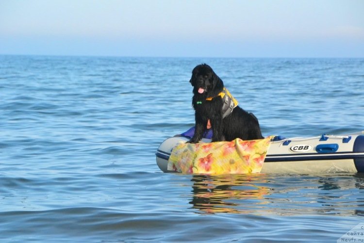 Фото: ньюфаундленд Talisman Morya Korvet (Талисман Моря Корвет)