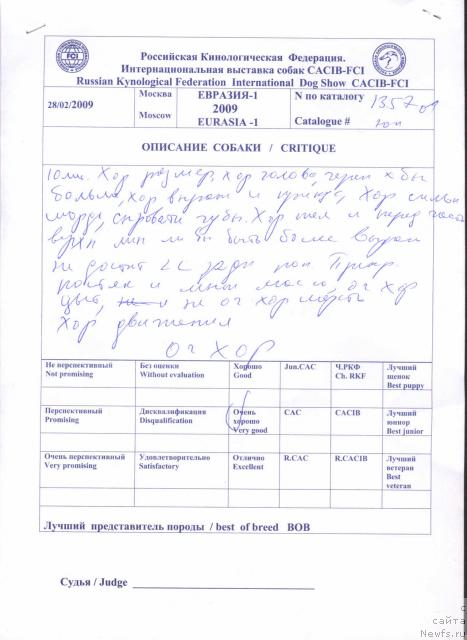 Фото: ньюфаундленд Do Sing With Deejay de L'Etoile de Cyrice