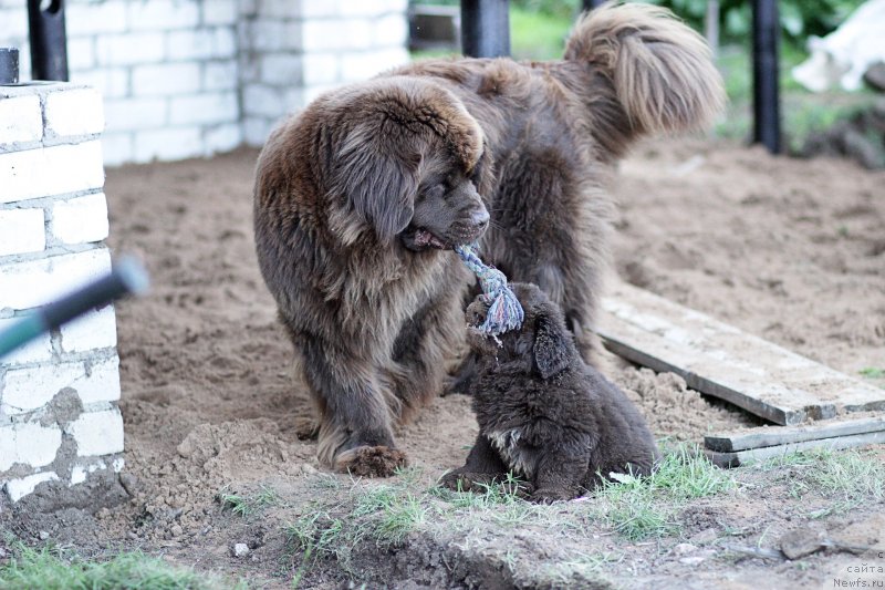 Фотография № 237621