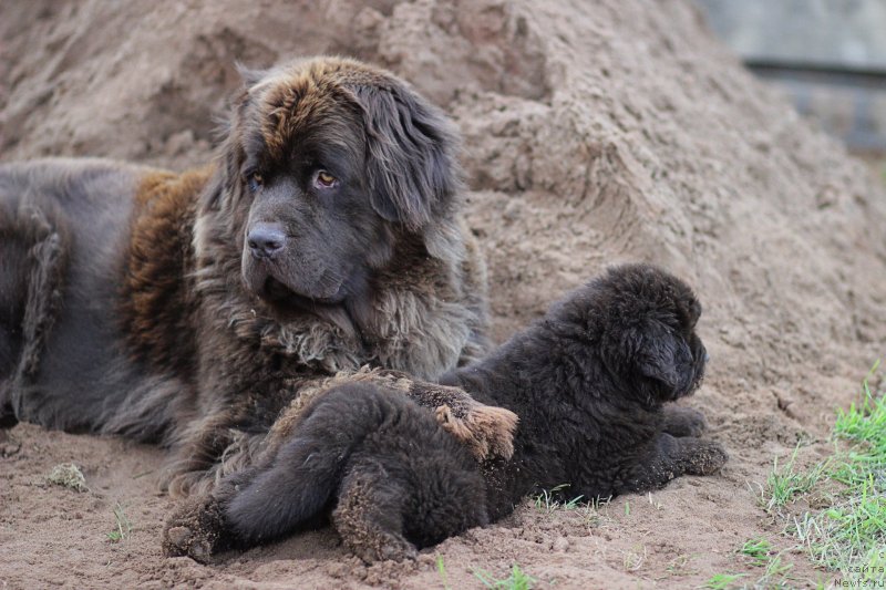 Фото: ньюфаундленд Naomi Tagoliri for Brouwnblood (Наоми Таголири фор Браунблад), ньюфаундленд Braunblad MSK Lavli Favorit (Браунблад МСК Лавли Фаворит)