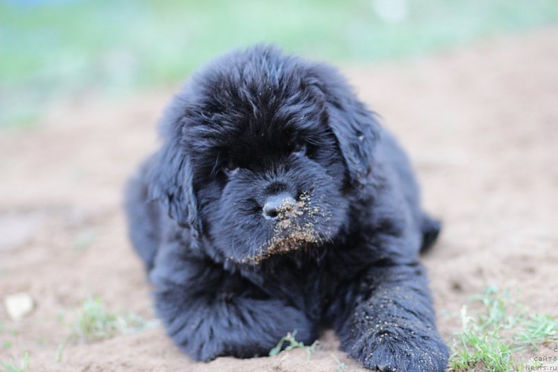 Фото: ньюфаундленд Braunblad MSK Layt Ryey (Браунблад МСК Лайт Рэй)