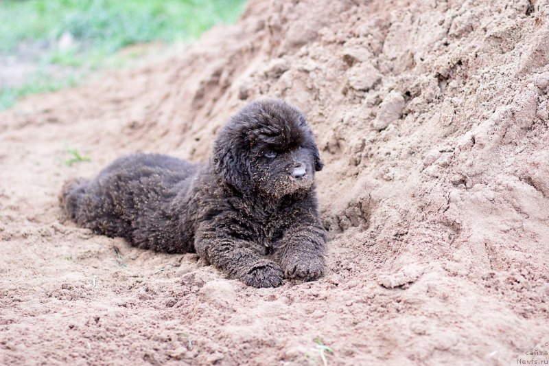 Фото: ньюфаундленд Braunblad MSK Lavli Favorit (Браунблад МСК Лавли Фаворит)