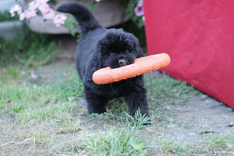 Фото: ньюфаундленд Braunblad MSK Layt Ryey (Браунблад МСК Лайт Рэй)