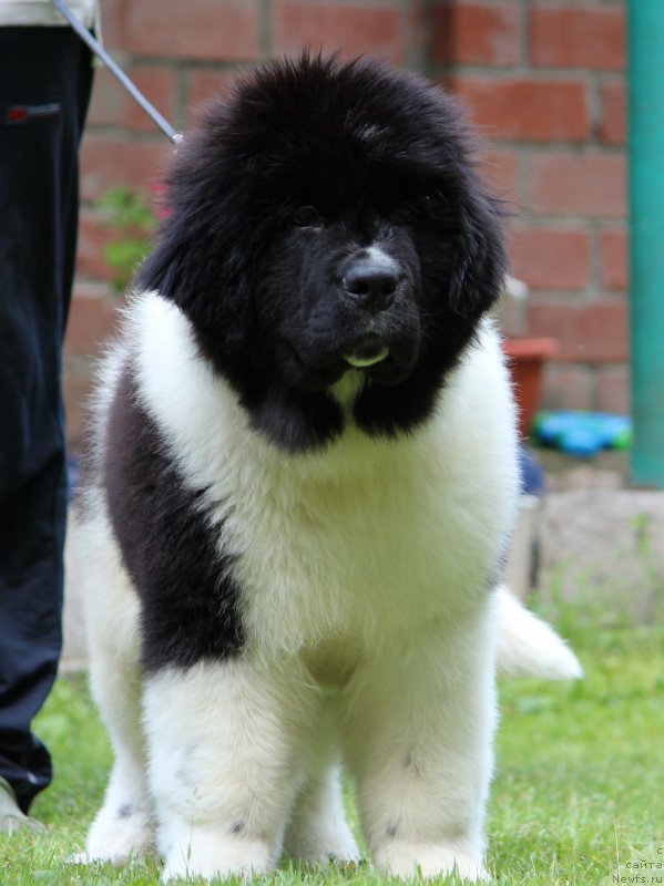Фото: ньюфаундленд Diversant ot Karel'skih Medvedey (Диверсант от Карельских Медведей)