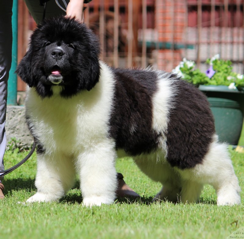 Фото: ньюфаундленд Diversant ot Karel'skih Medvedey (Диверсант от Карельских Медведей)