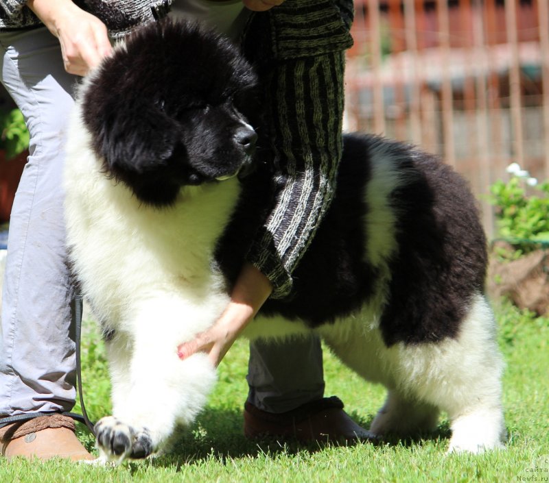Фото: ньюфаундленд Diversant ot Karel'skih Medvedey (Диверсант от Карельских Медведей)