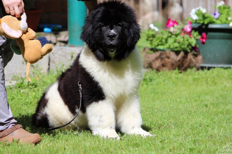 Фото: ньюфаундленд Diversant ot Karel'skih Medvedey (Диверсант от Карельских Медведей)
