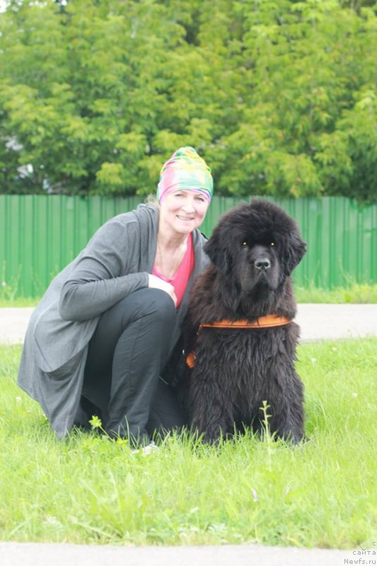 Фото: ньюфаундленд Black Blues iz Volotova