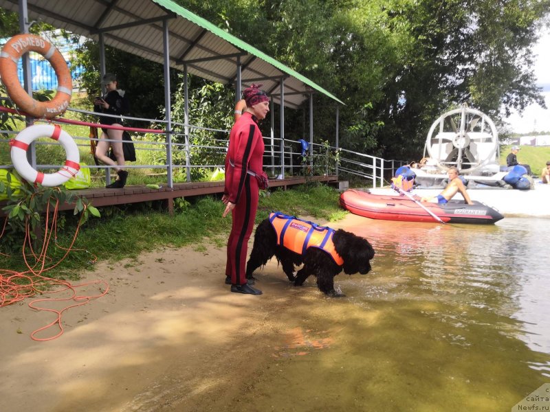 Фото: ньюфаундленд Black Blues iz Volotova