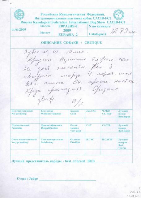 Фото: ньюфаундленд Do Sing With Deejay de L'Etoile de Cyrice