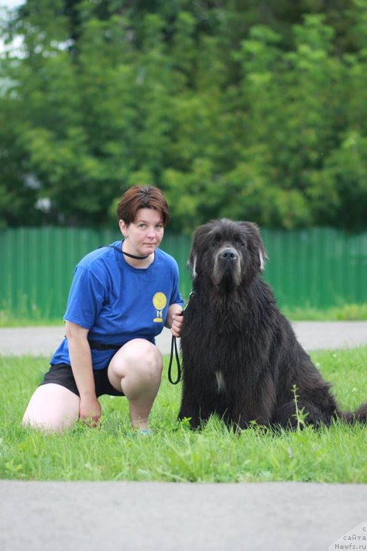 Фото: ньюфаундленд Angel Khranitel Gruffidd (Ангел Хранитель Граффидд), Elena Bogdanova (Елена Богданова)