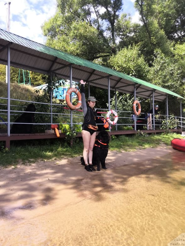 Фото: ньюфаундленд Chernyj Chank s Berega Dona (Черный Чанк с Берега Дона)