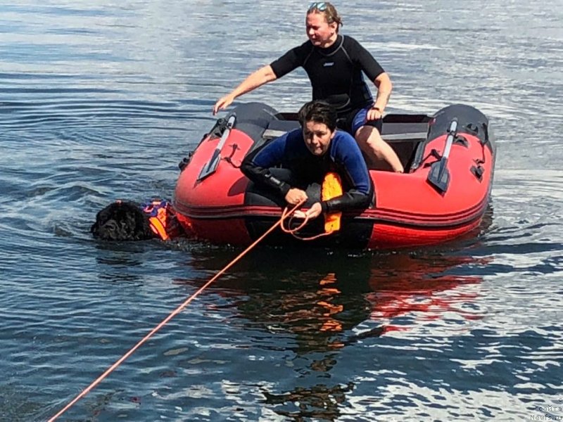 Фото: ньюфаундленд Chernyj Chank s Berega Dona (Черный Чанк с Берега Дона)