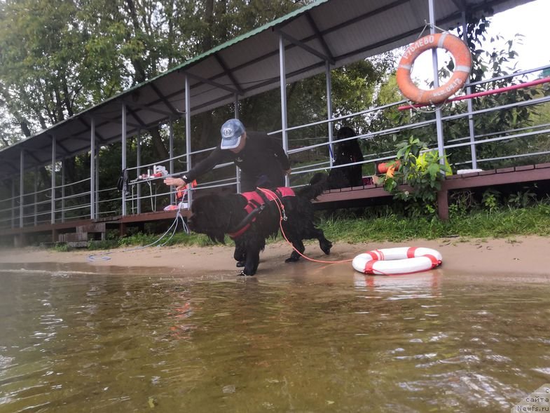 Фото: ньюфаундленд May Frend Newfy Lavender Palm (Май Френд Ньюфи Лавендэ Палм)