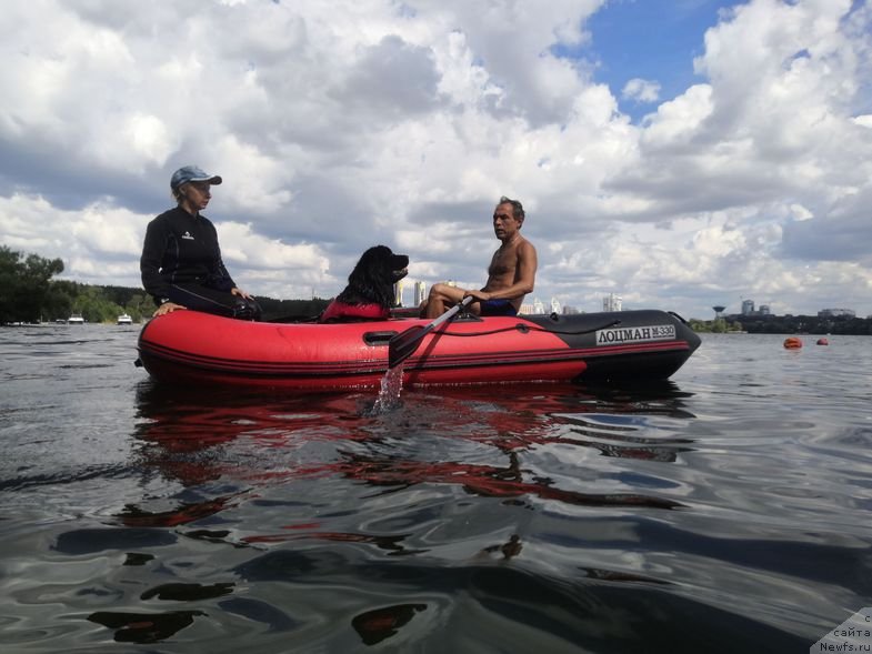 Фото: ньюфаундленд May Frend Newfy Lavender Palm (Май Френд Ньюфи Лавендэ Палм)