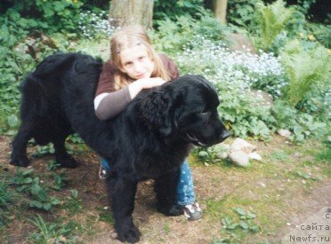 Фото: ньюфаундленд Larinkallion Mustikki