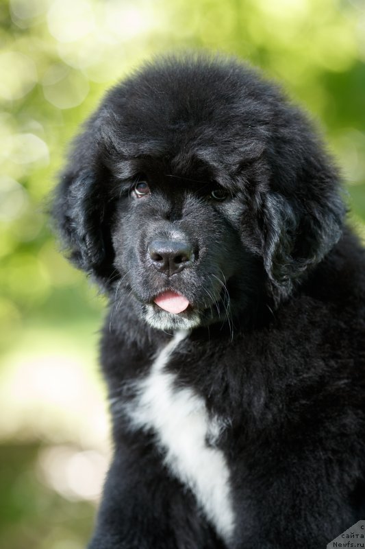 Фото: ньюфаундленд Alis Blues Perfect Panda (Элис Блюз Перфект Панда)