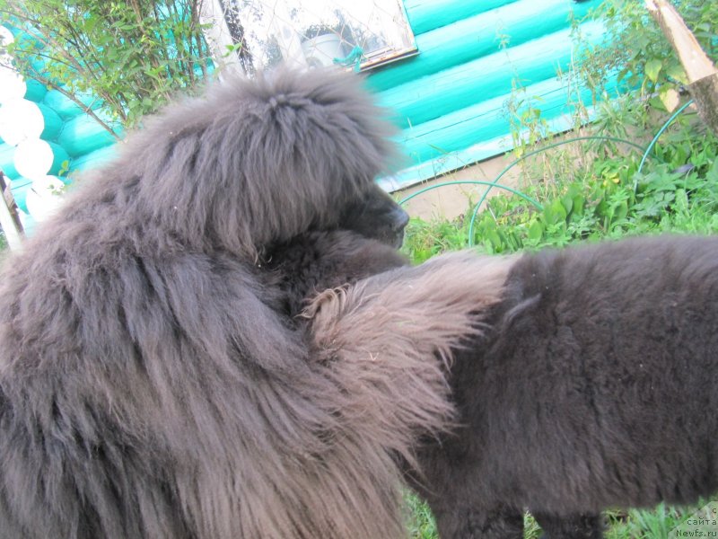 Фотография № 237697