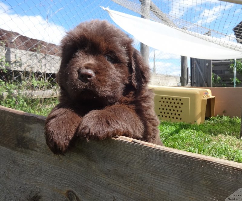 Фото: ньюфаундленд N'yufort Uitni Tradiciya Legendyi (Ньюфорт Уитни Традиция Легенды)