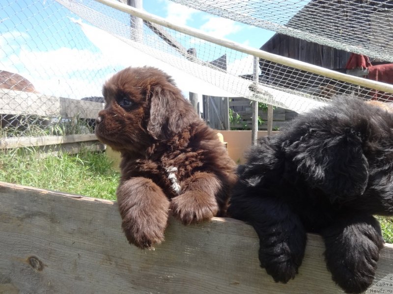 Фото: ньюфаундленд N'yufort Uitni Tradiciya Legendyi (Ньюфорт Уитни Традиция Легенды)
