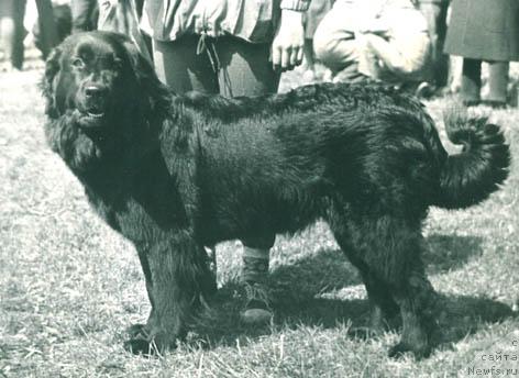 Фото: ньюфаундленд Madji Vikki (Маджи Викки)