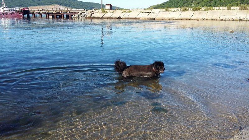 Фото: ньюфаундленд Nessi Blyek s  Lesnoy Zaimki (Несси Блэк с  Лесной Заимки)