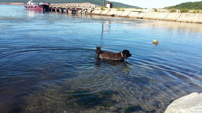 Фото: ньюфаундленд Nessi Blyek s  Lesnoy Zaimki (Несси Блэк с  Лесной Заимки)